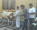 Karkala: Conservation of cows bring prosperity to nation – Rajesh Kotian